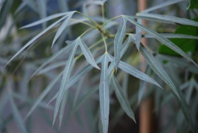 Brachychiton rupestris - brachychiton skalní - listy